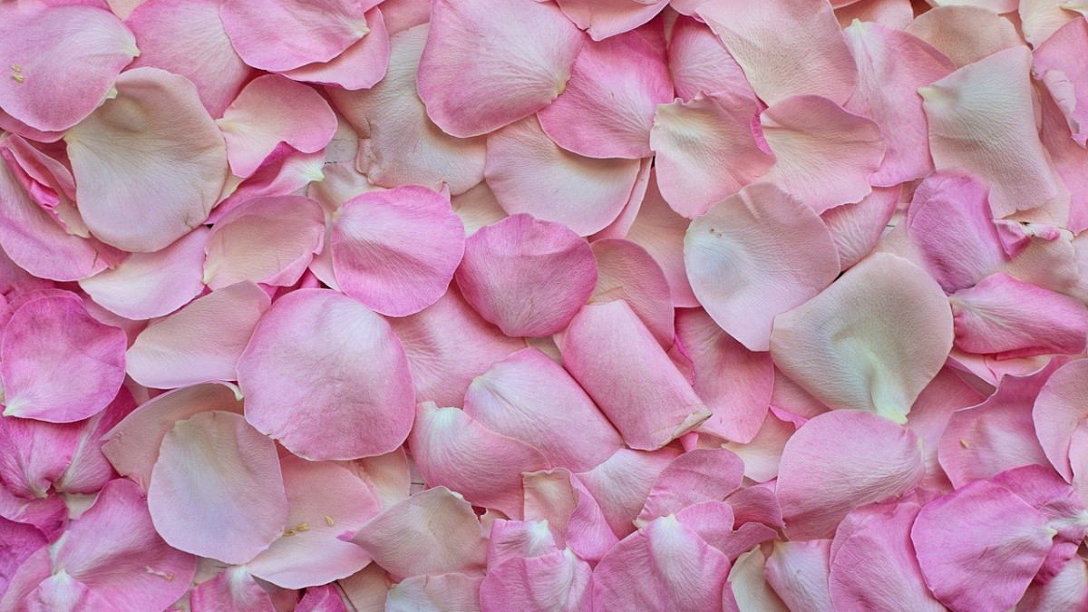 Срив в добива на розов цвят през тази година отчитат от МЗХГ