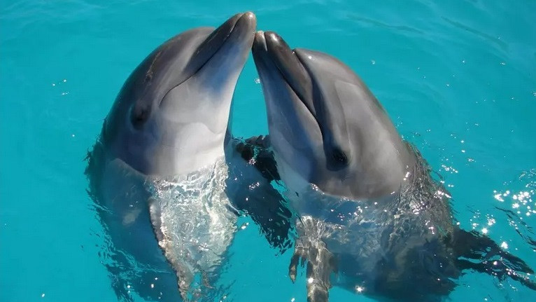 Учените твърдят, че хората могат да развият способности като делфините