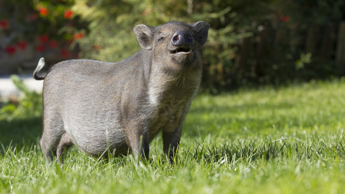 Генетично модифицирани свине получиха одобрение в САЩ