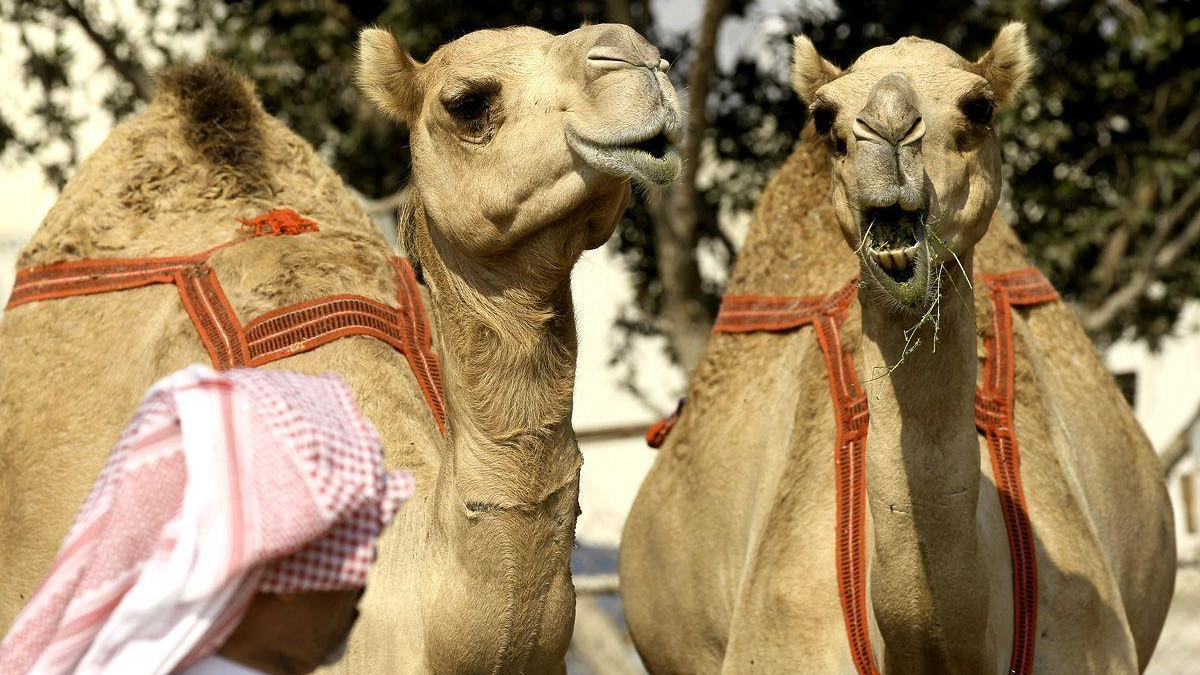 Масови дисквалификации на „Мис камила” заради използване на ботокс