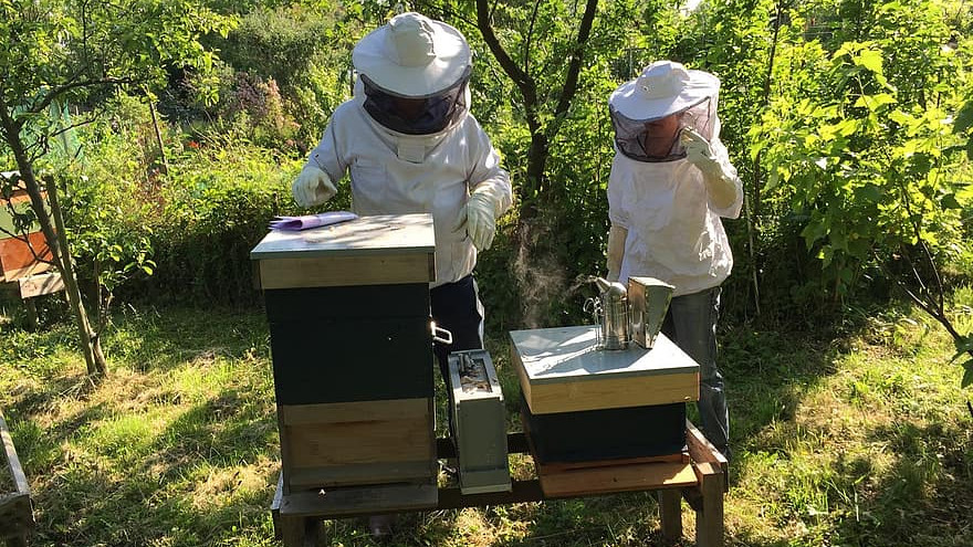 Започна изплащането на помощи за пчеларите