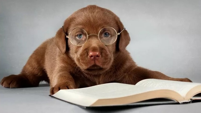 Коя е най-интелигентната порода кучета според учените