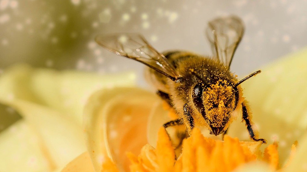 Пчеларите останаха без финансова подкрепа de minimis