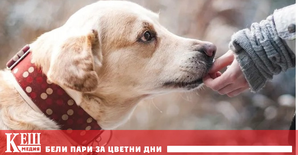 Как ни лекуват домашните животни: девет неочаквани метода