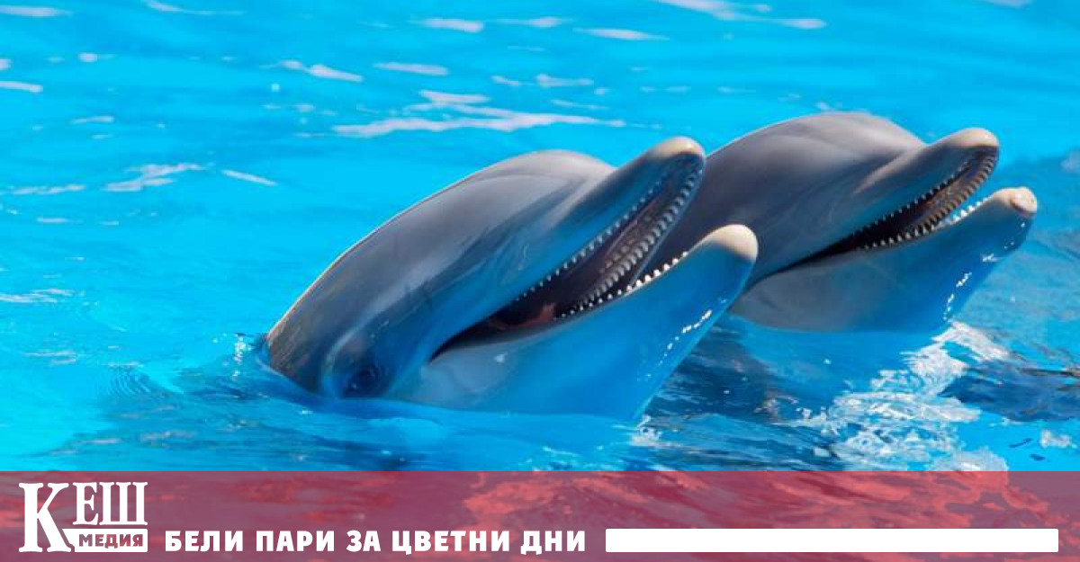 Подразделение на Хамас е било преследвано от боен делфин?