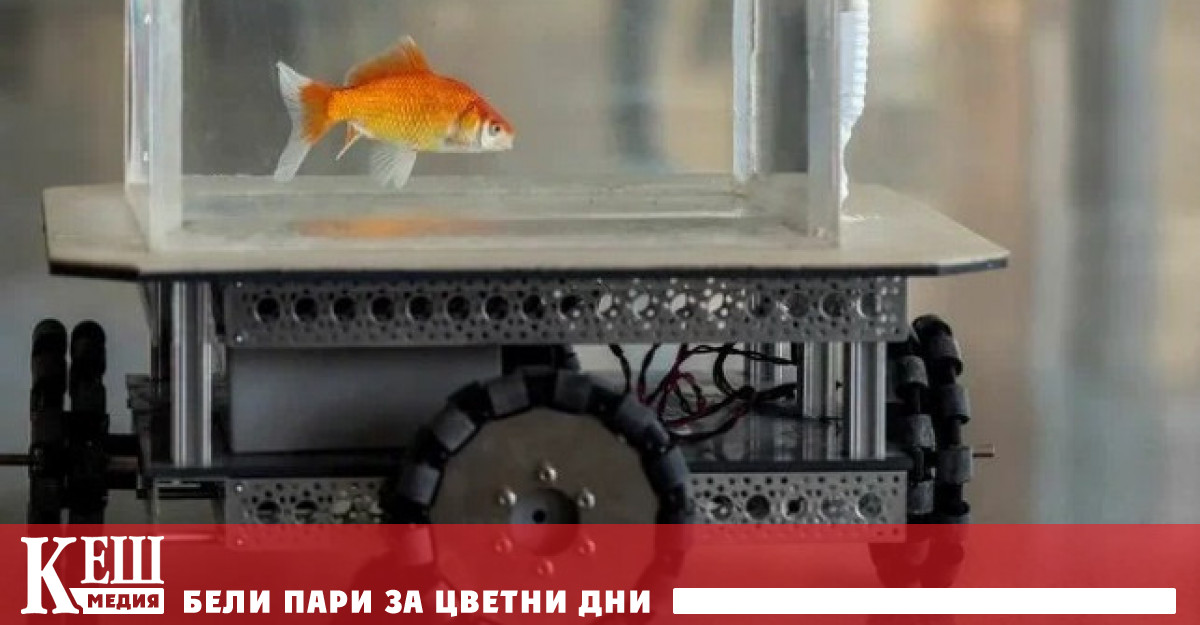 Учени сложиха златни рибки зад волана и ги научиха да шофират