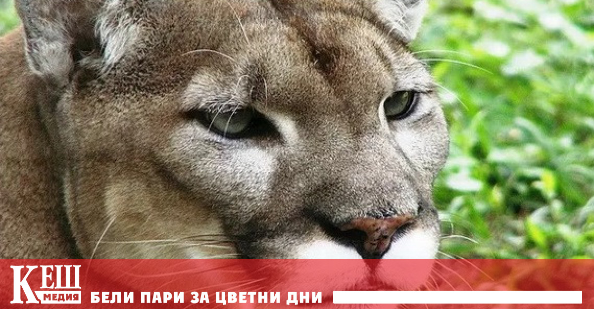 Зелената енергия се оказа заплаха за редките животински видове