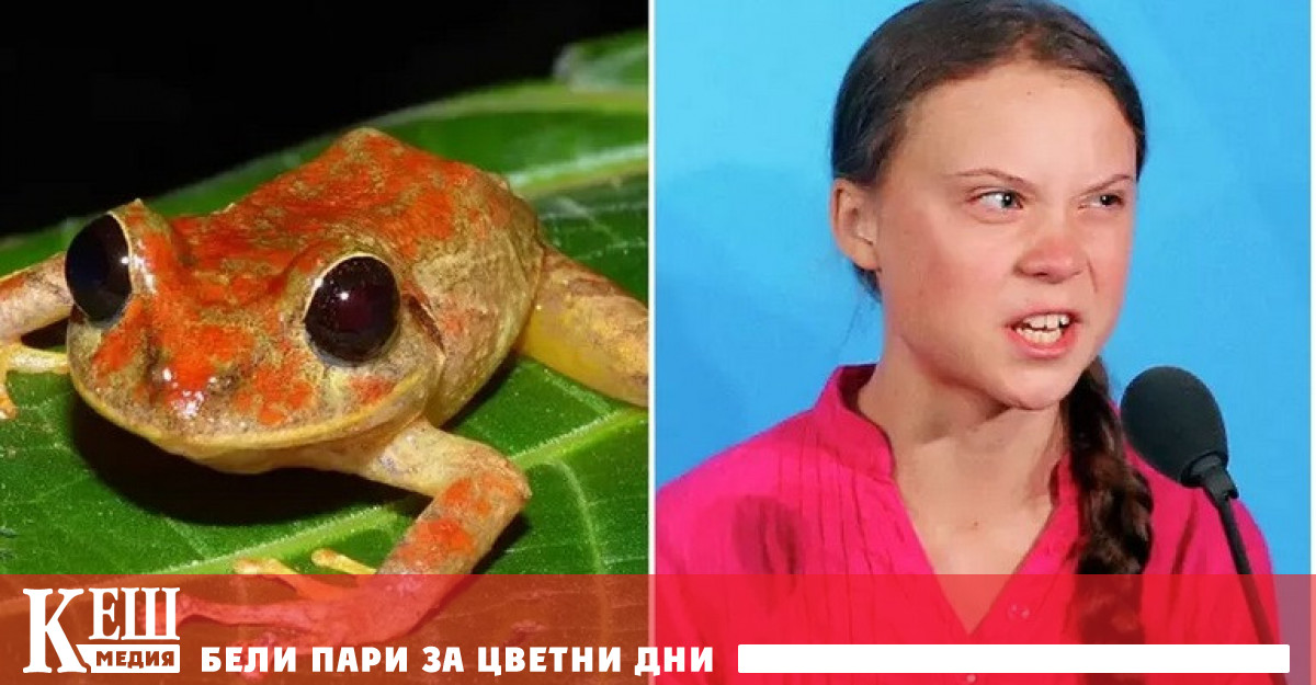 Наименуваха нов вид жаба на екоактивистката Грета Тунберг
