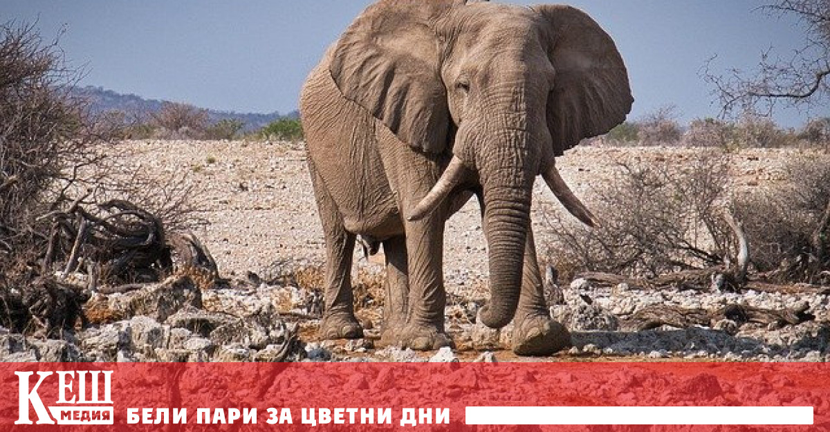 Все повече слонове загиват от пластмасата