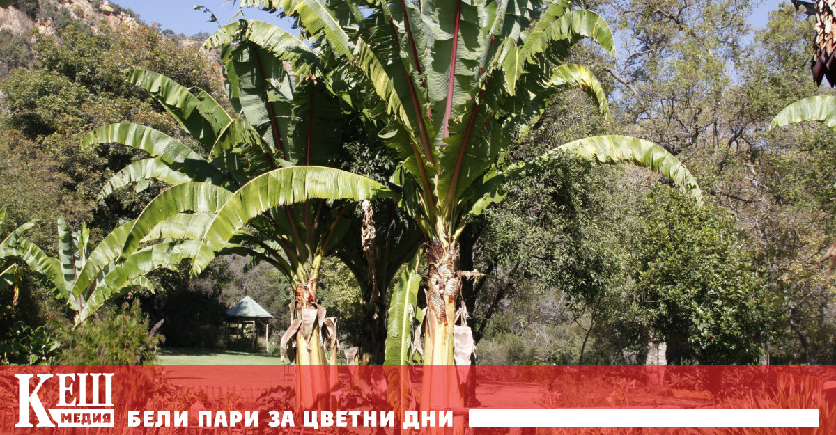 Екстремният климат при който вирее показва че енсет успешно ще