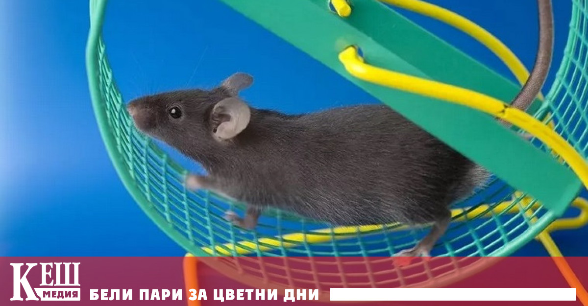 Лоша новина за хората които мразят физическите натоварвания физическите упражнения