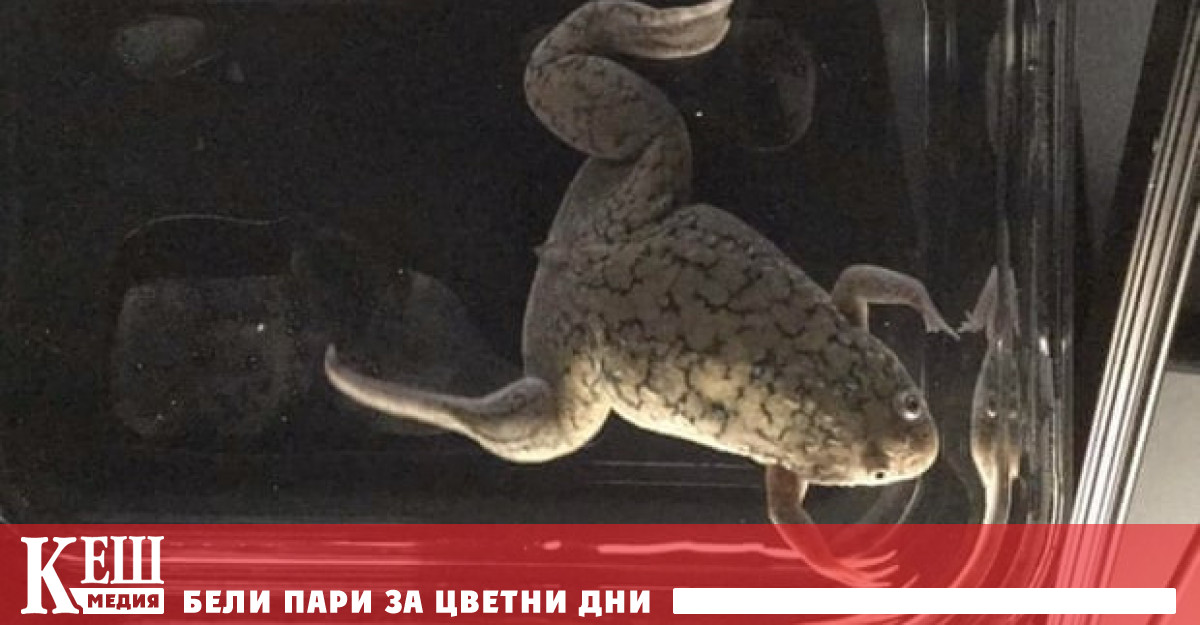 На жаба отново и поникнал изгубения крак след като била