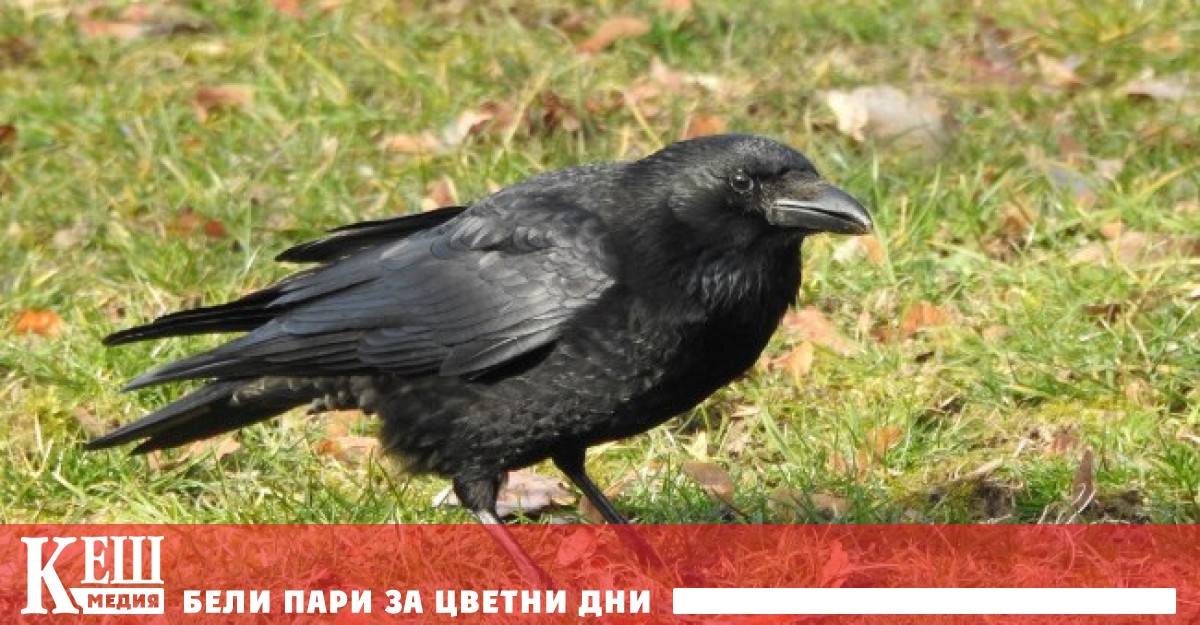 Шведският стартъп Corvid Cleaning ще обучи диви да събира по