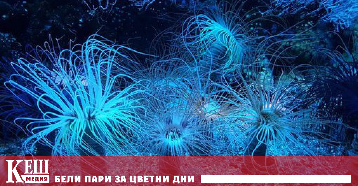 Учени направиха това откритие като анализираха ДНК проби от дълбоководни