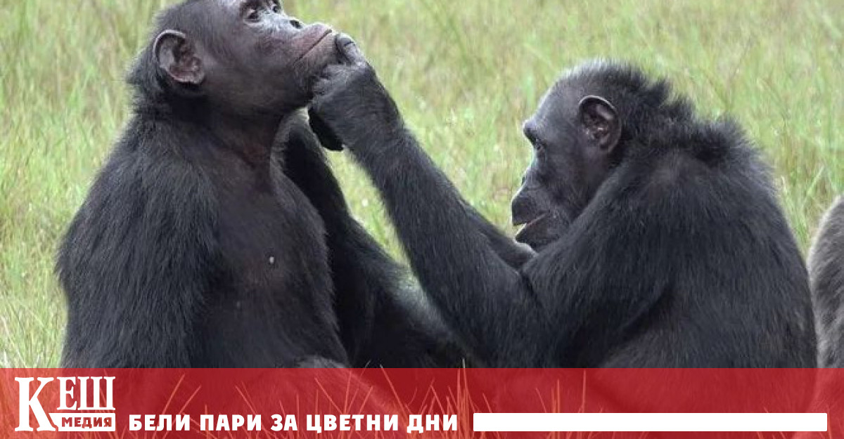 Изследователи документираха изключително необичайно поведение на дивите шимпанзета животните поставят