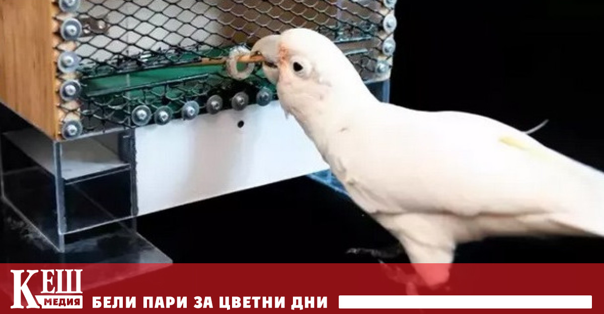 Какаду се считат за едни от най умните животни Те могат