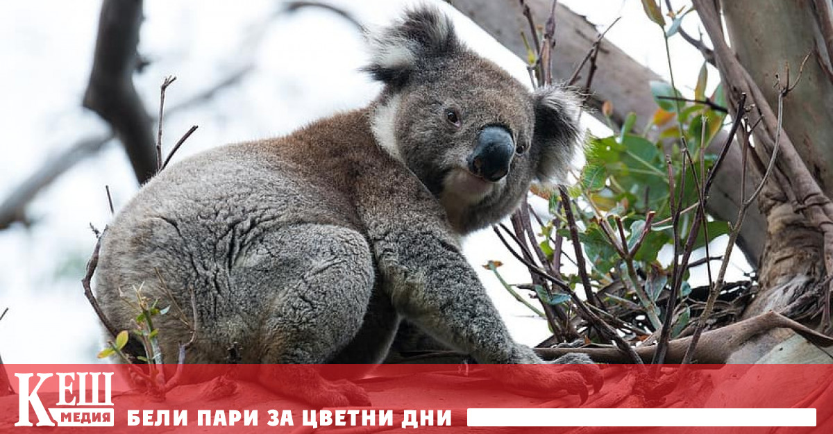 Австралийската коала бе официално призната за застрашен вид унищожаването