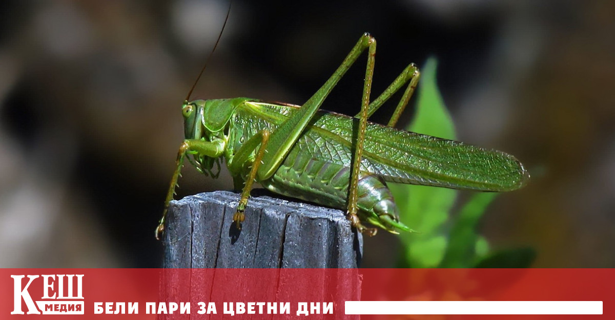 разреши продажбата на продукти изготвени от щурци Те ще се