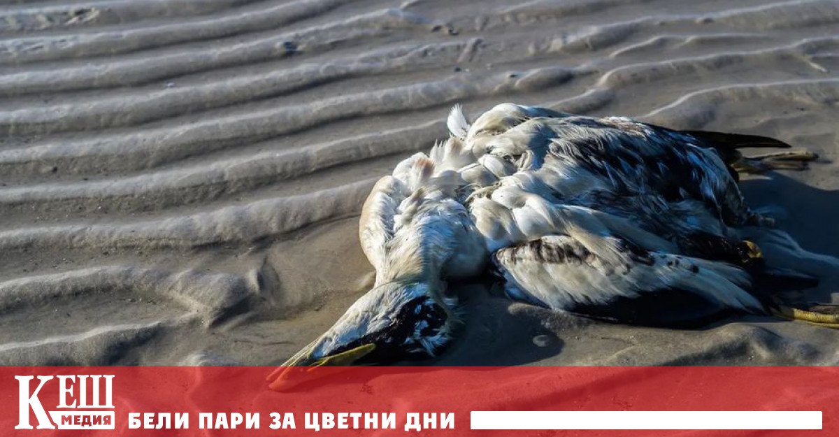 Купищата изкуствени химически и пластмасови отпадъци по света са надхвърлили