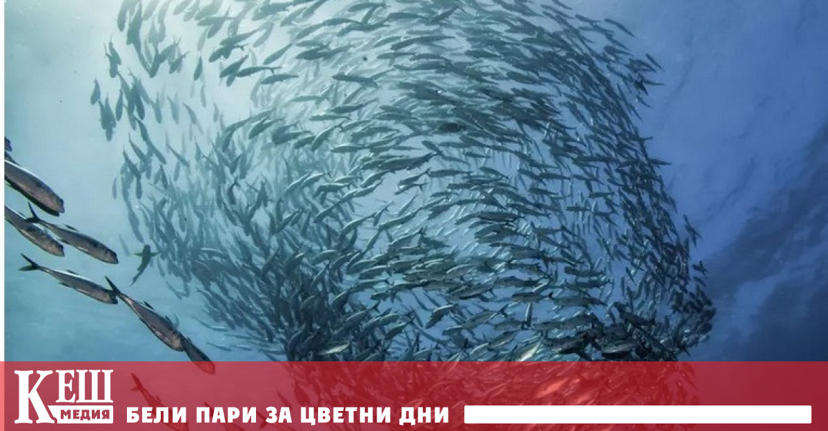 В реките на Съединените щати понякога хората хващат риба която