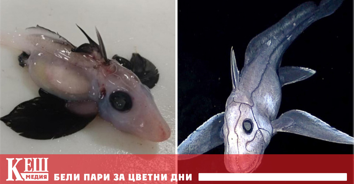 Наричат този вид акула призрак риба плъх и дори риба заек – заради