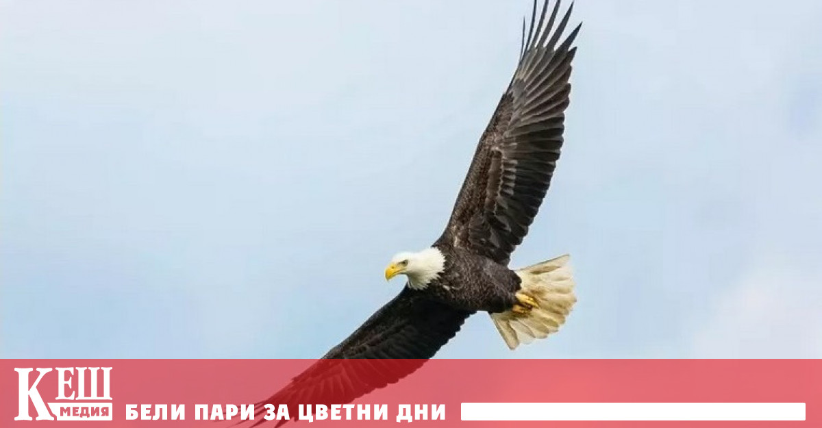 Белоглавият орел и златният орел беркут в са изправени пред