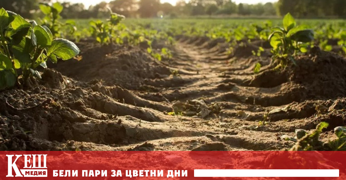 Съгласно ново изследване в Средиземноморскиярегион почвата деградира и земята се