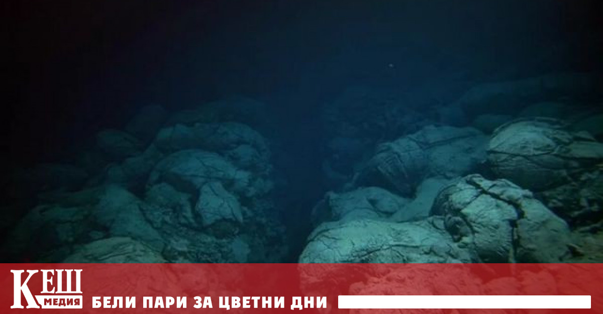 откриха на дъното на Тихия океан неизвестни на науката същества