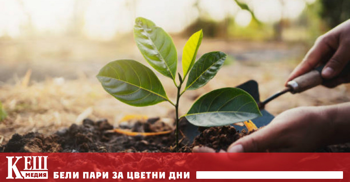 Годишният обем на незаконната сеч в България достига 2 4 2 7 млн