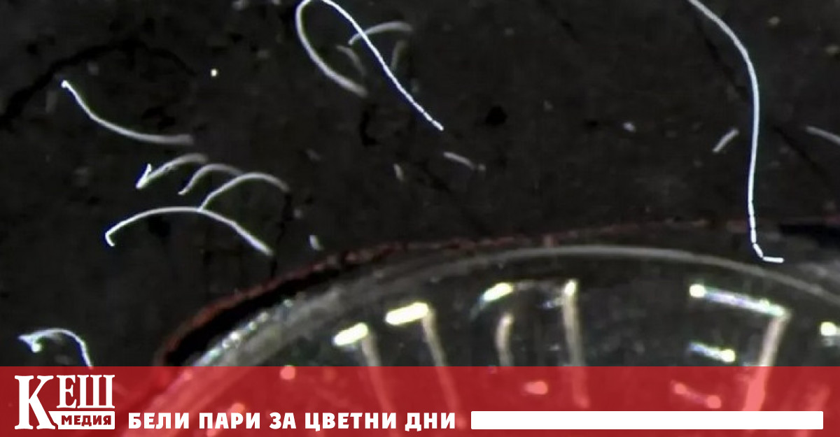 Учени откриха които могат да нарастнат до няколко сантиметра