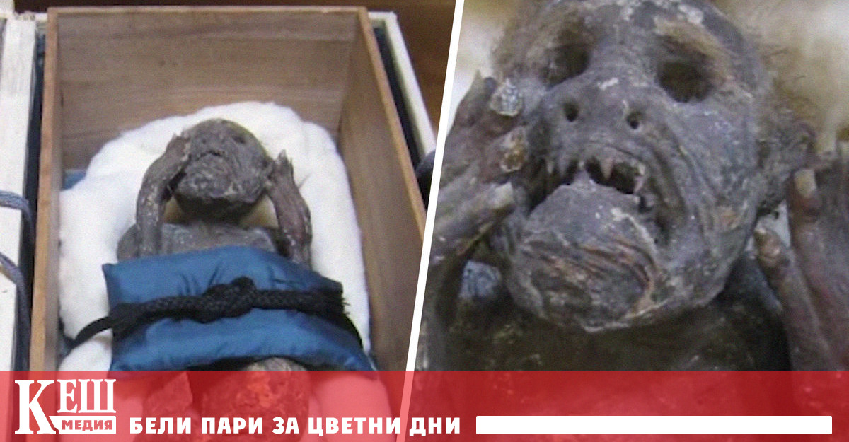 Вниманието на японски учени е привлечено от мистериозно 30 сантиметрово същество