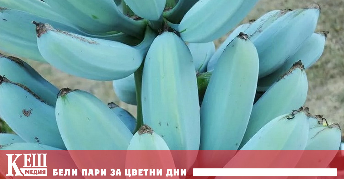Знаете ли че освен жълтите има уникален вид банани