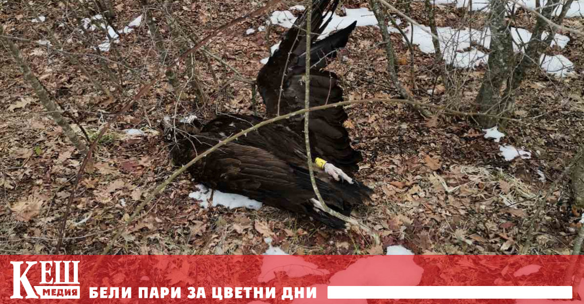 Четири черни лешояда Aegypius monachus и един обикновен мишелов Buteo