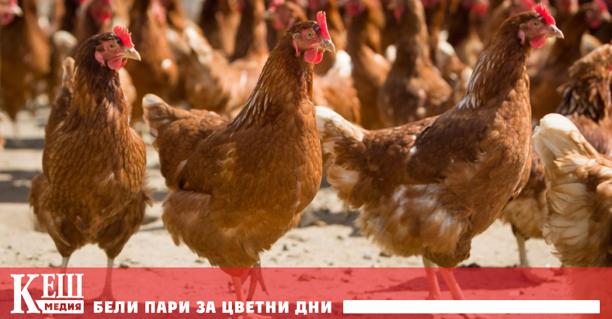 Над десет милиона патици кокошки и други птици са били