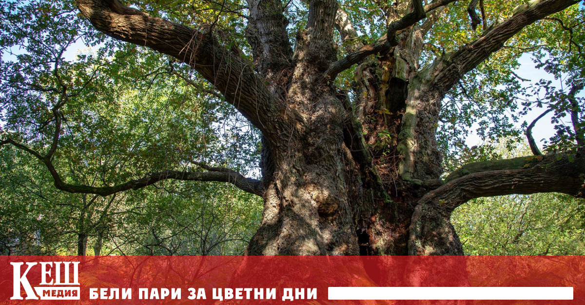 Експерименталната гора е проектирана от екип учени решили да разработят