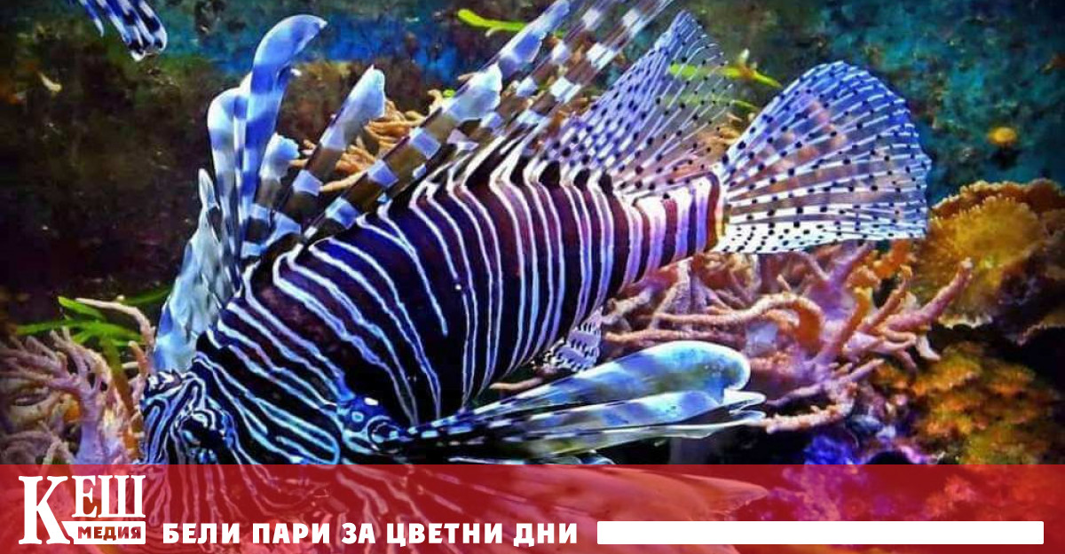 Рибата зебра мбуна вид цихлиди и скатовете могат да събират