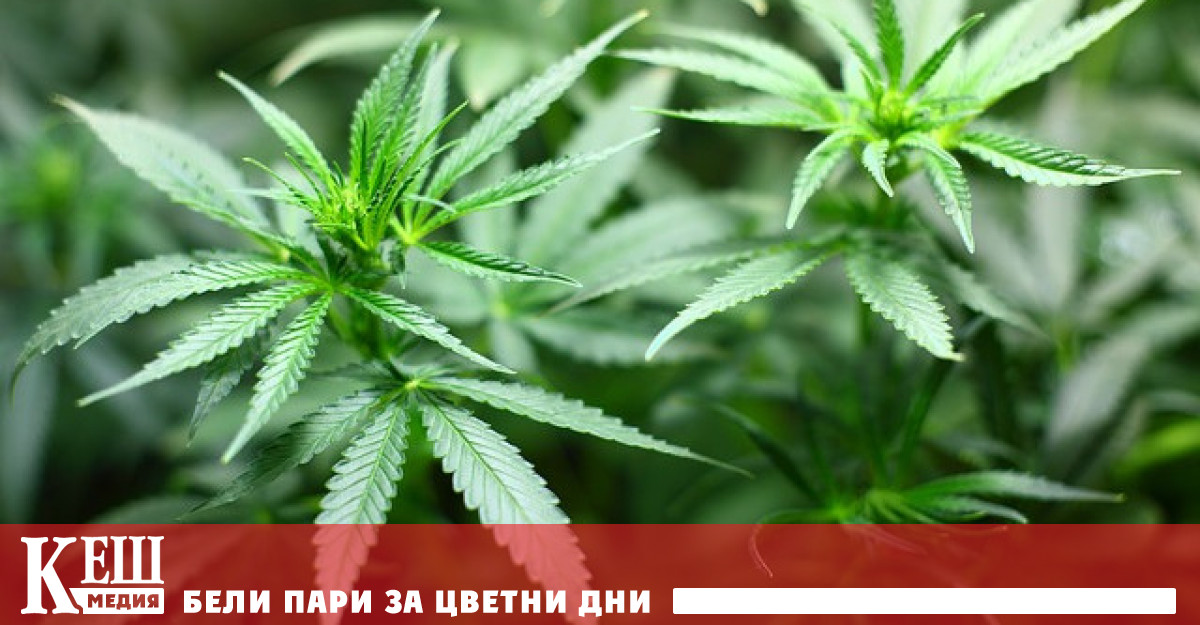 220 депутати гласуваха в подкрепа на законопроекта 204 членове на