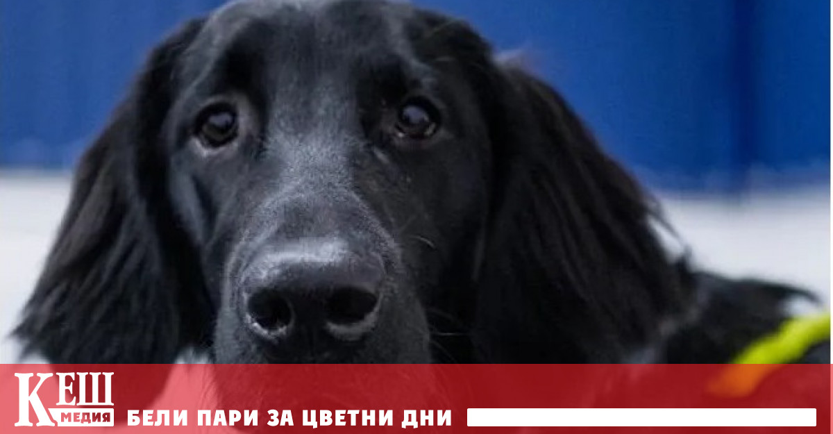 The Guardian реши да научи как учените оценяват интелигентността на