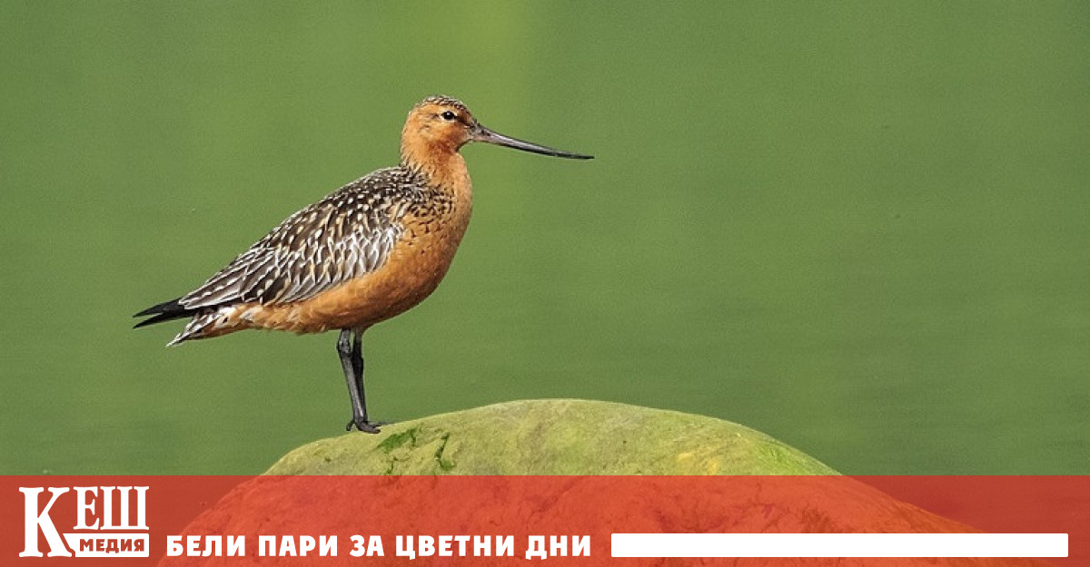 Пъстроопашатият крайбрежен бекас е една такава невзрачна сива с кафяво