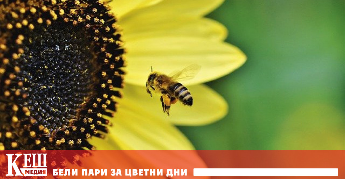 Настоящият конфликт сериозно засегна доставките на тази суровина Растителното олио