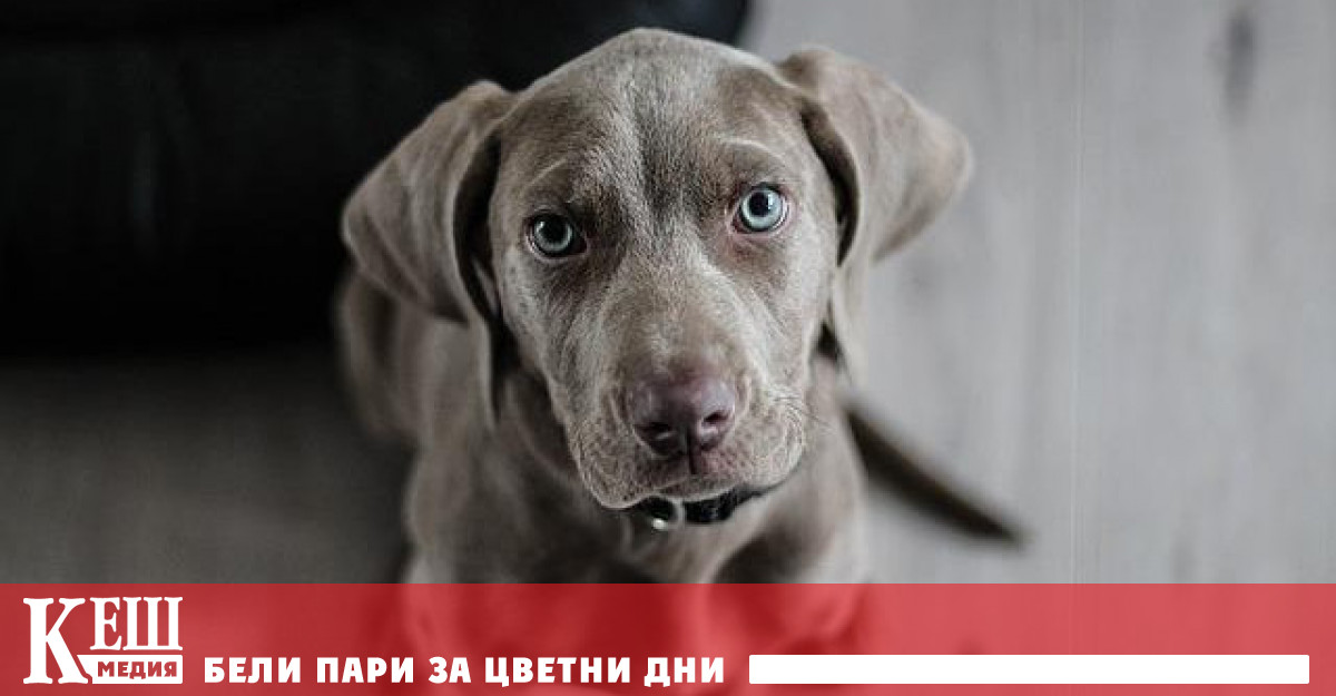 В ново изследване Анна Балинт кинолог невролог от университета Eötvös