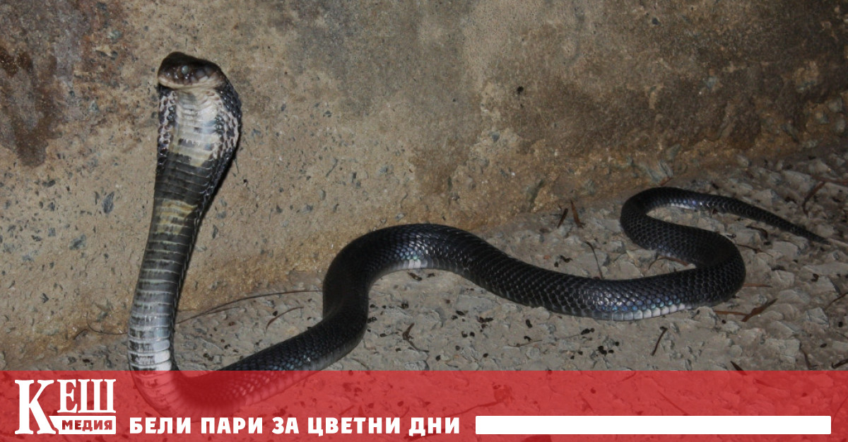 След проведен анализ на всички налични данни експерти стигнаха до