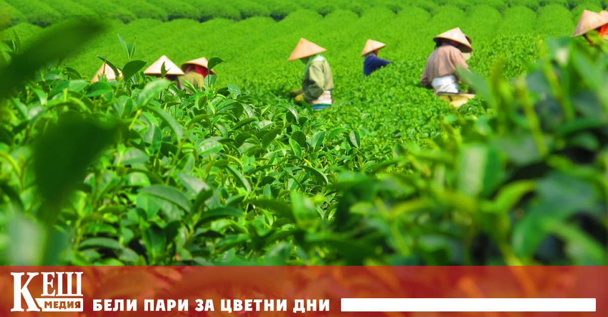 Търгът се проведе в град Шизуока в едноименната префектура която