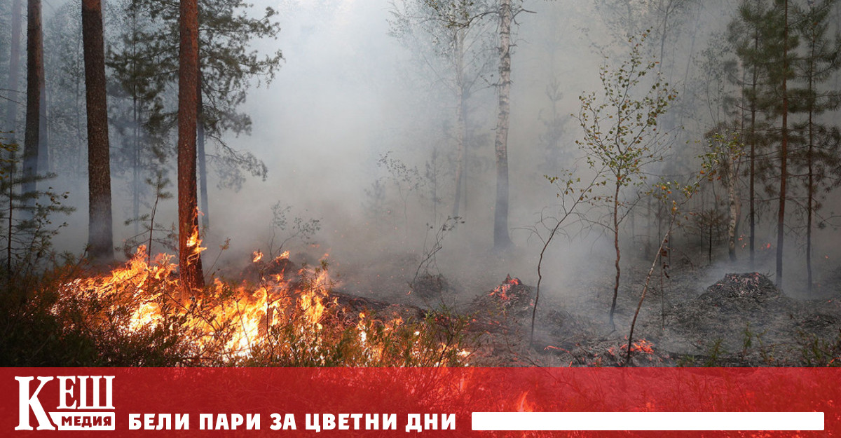 Горските пожари отделят огромни количества въглероден диоксид и са основна