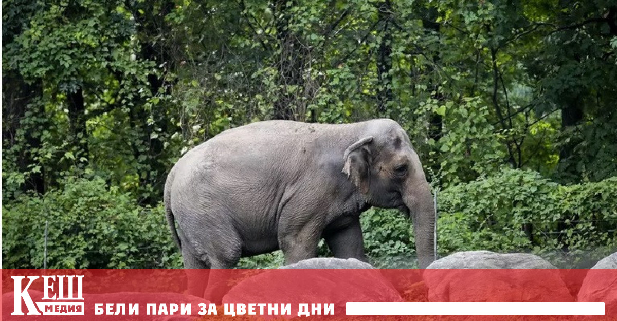 Както съобщава Wall Street Journal адвокати от проекта Nonhuman Rights