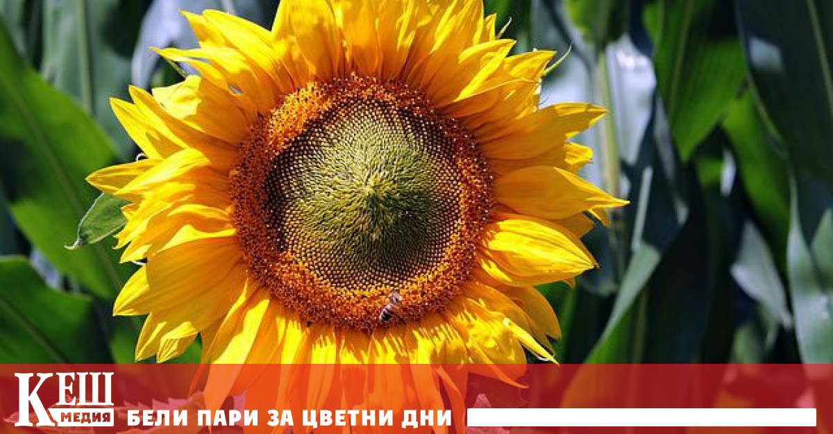 Повишаването на цените на слънчогледовото олио и опасенията от недостиг