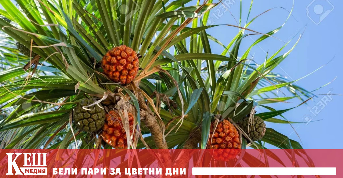 Науката познава 7000 ядливи растения на нашата планета но парадоксът