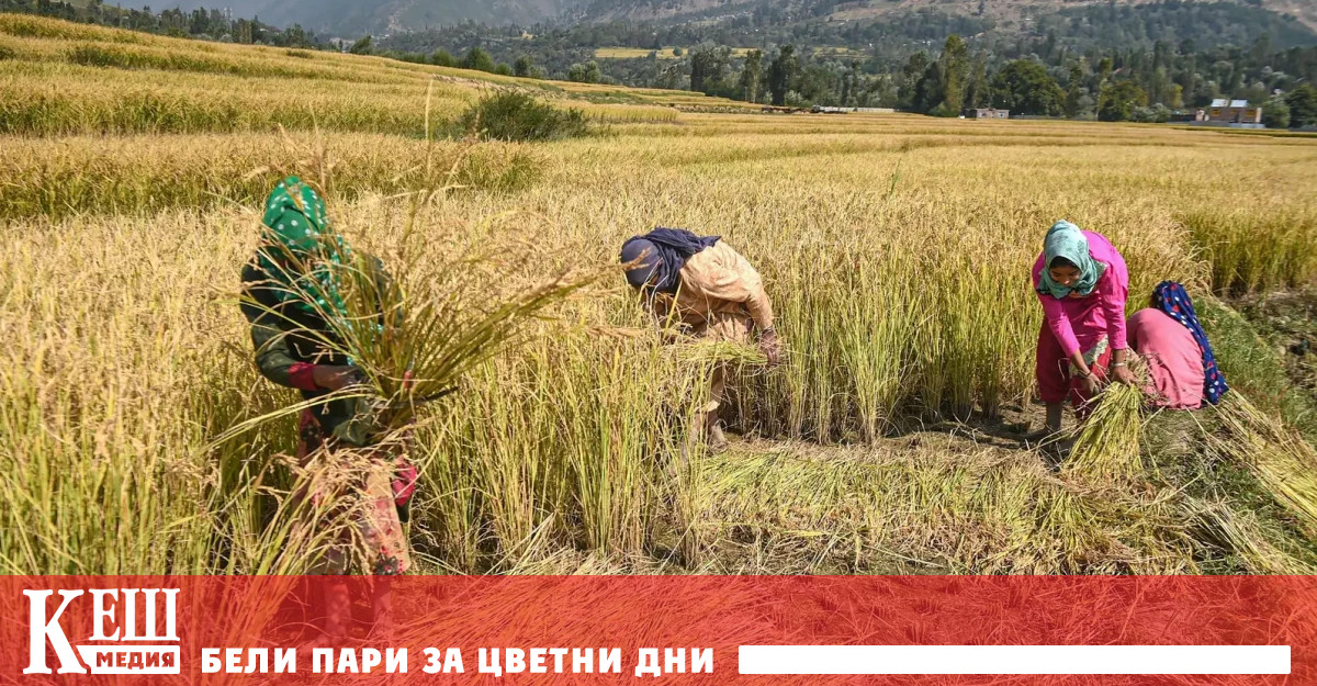 Индия е вторият по големина производител на пшеница в света