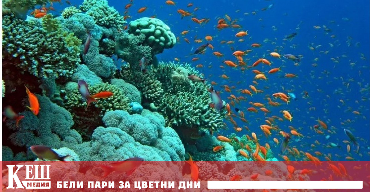 се научи да проследява здравето на кораловите рифове разбирайки рифовите