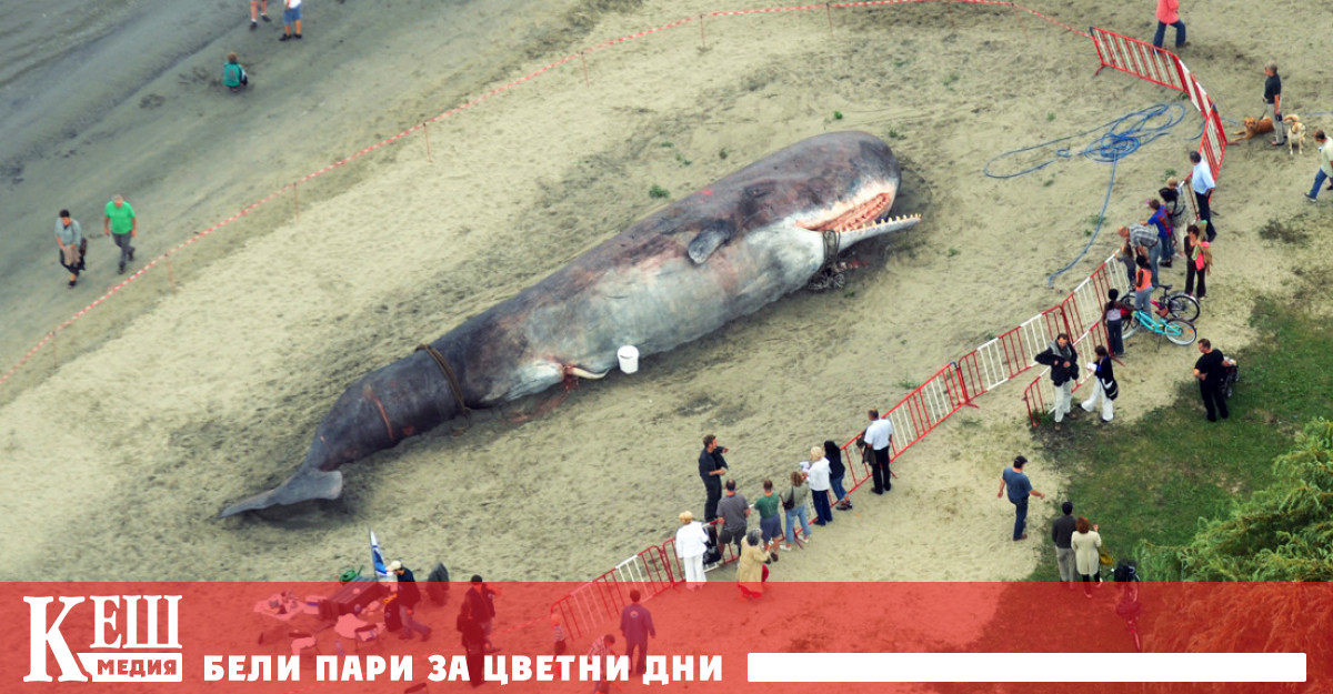 Загадката бързо се разкри съобщава Euronews Китът всъщност е хиперреална